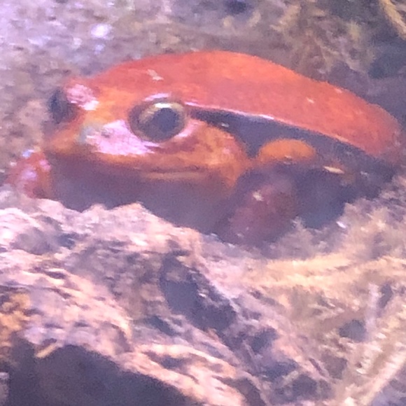 Meet your Posher, Makenzie - Picture 1 of 1